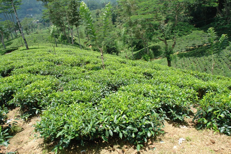    -,   (Nuwara Eliya - - tea plantations, Sri-Lanka)